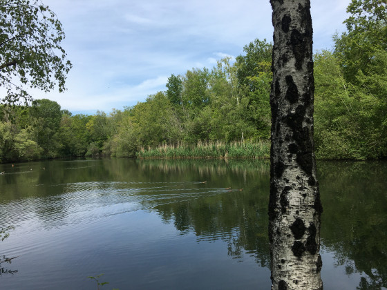 Bois de l'Homme Mort — Étang de la Cour Rolland