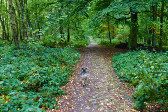 Bois de la Houssière