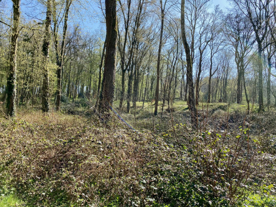 Bois de la Lande