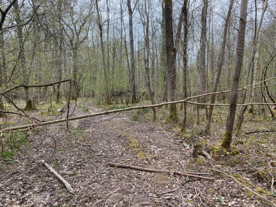 Bois de la Mare Jaunet