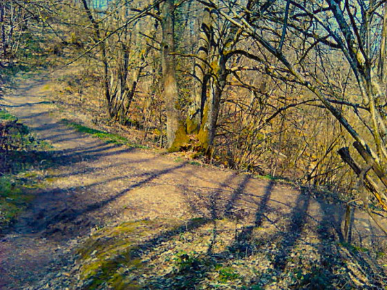 Bois de Lille retour sur le chemin balisé