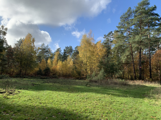 Bois de Limal