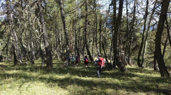 Bois de M&eacute;l&egrave;ze