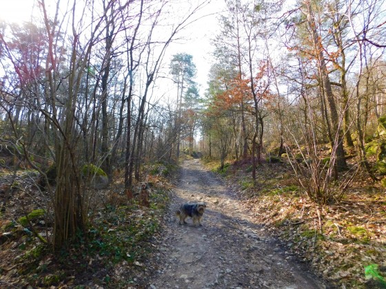Bois de Misery