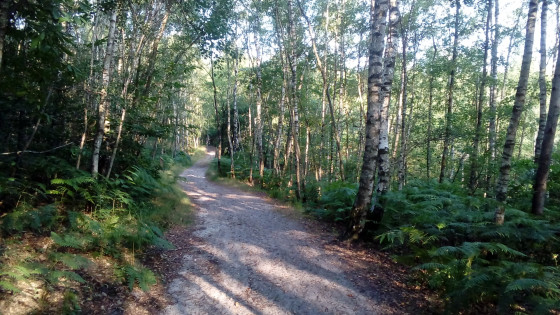 Bois de Misery