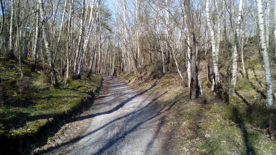 Bois de Miséry