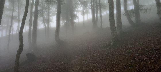 Bois de Mont de Saqueton