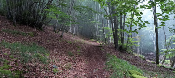 Bois de Mont Saqueton