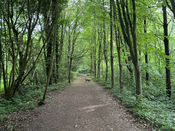 Bois de Noyelle