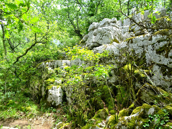 Bois de paiolive