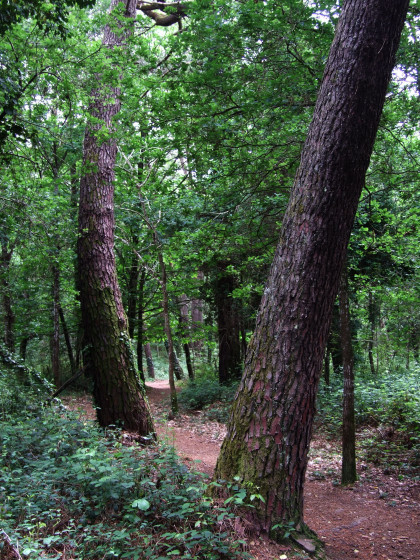 Bois de pins