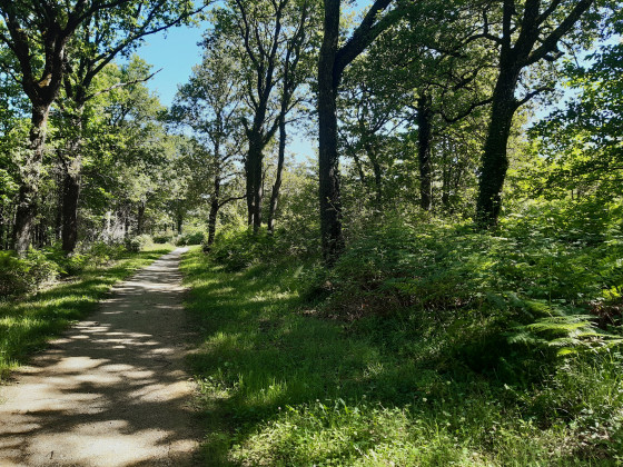 Bois de Soyaux