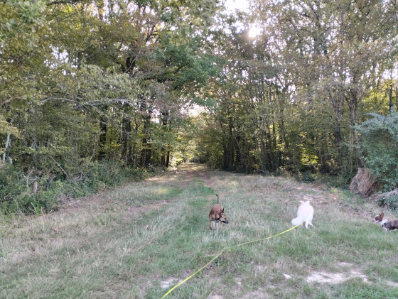Bois de Villegongis