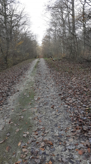 Bois de Vitrey