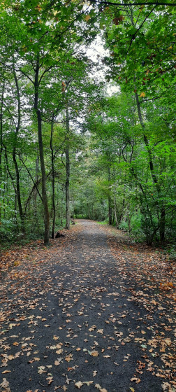 Bois des 5 Tailles
