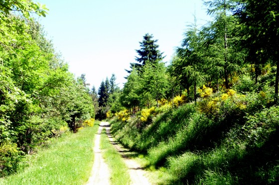 Bois des auvergnas