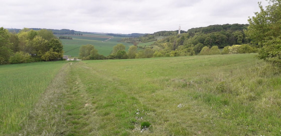 Bois des Hariaux