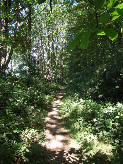 Bois des Korrigans