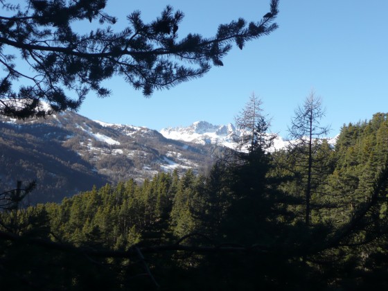 Bois des Rousses
