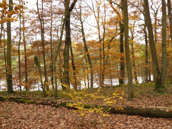 Bois des Roussières