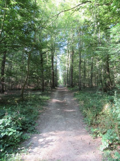 Bois des Terriers
