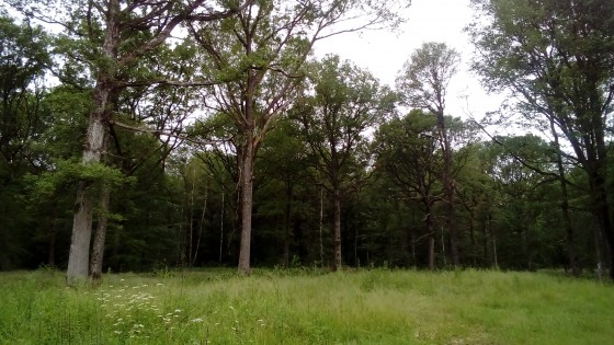 Bois des Vindrins