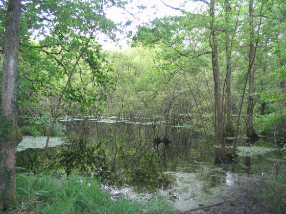 Bois du Brossais