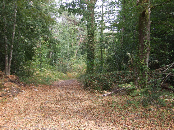 Bois du Corniguel