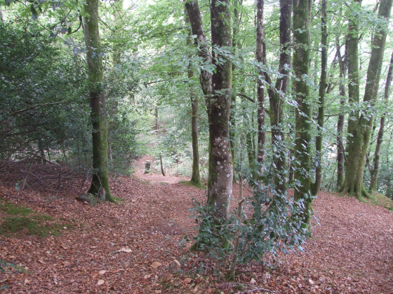 Bois du Corniguel