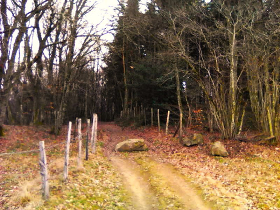 Bois du Cr&ecirc;t de la Madone