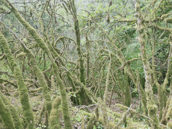 Bois du Lent