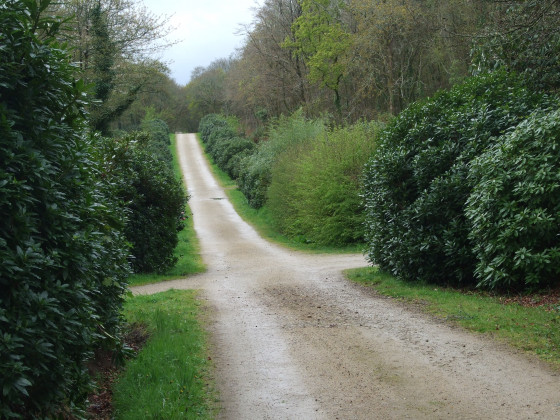Bois du Névet