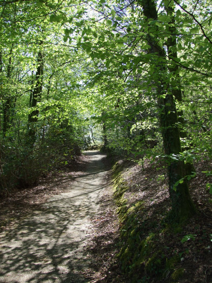 Bois du Séminaire