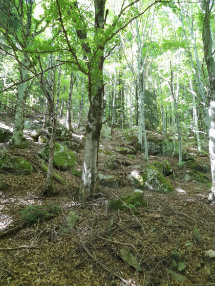 Bois du sentier