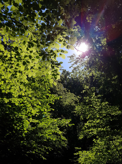 Bois les Râchênes