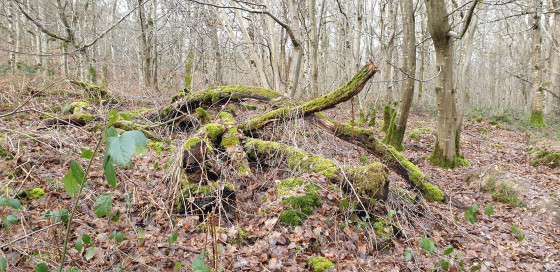Bois moussus et expressifs