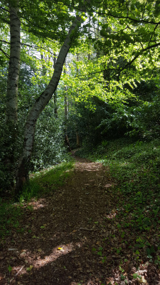 Bois Rue Edgard Quinet