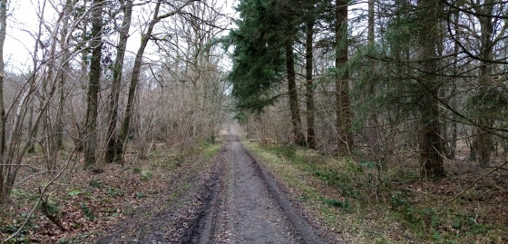 Bois Saint-Martin