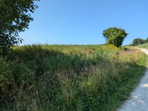 Bord de chemin fleuri