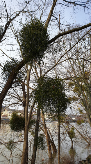 Bord de Seine