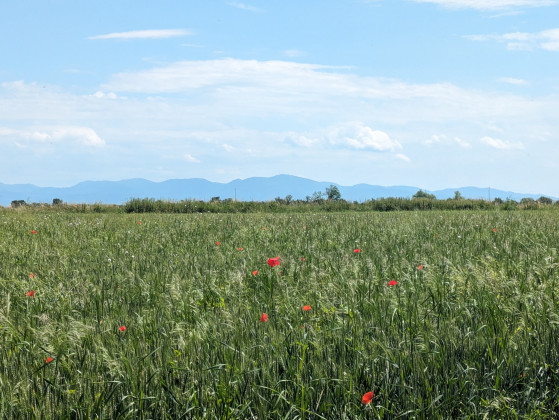Champ et coquelicots