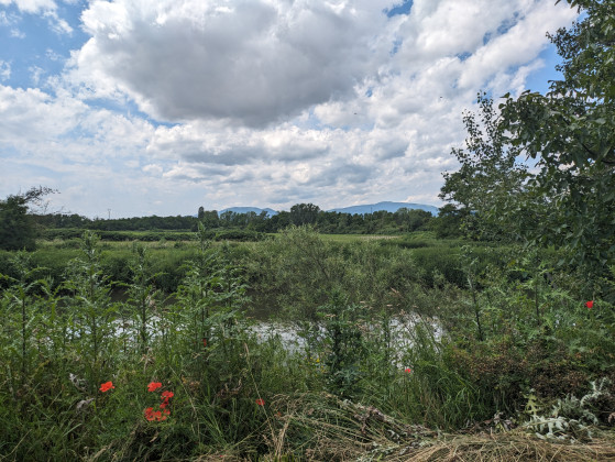 Bord sauvage de l'Ill