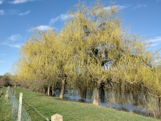 Bords de l'étang de Torçay