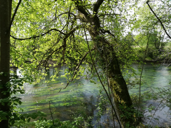 Bords du Loiret vers la Pointe de Courpain