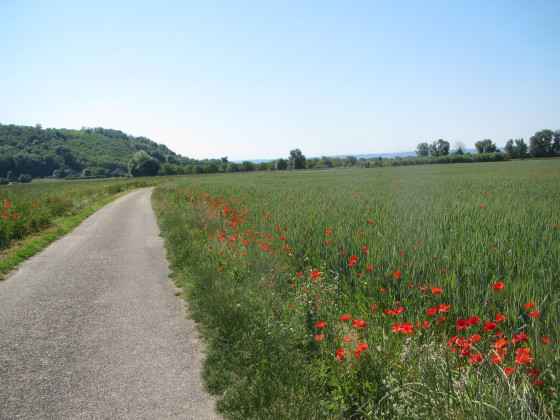 Coqulicots en bordure de route