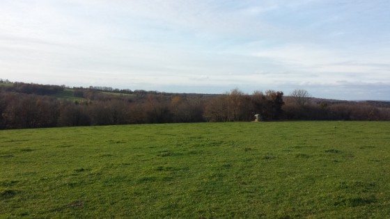 Bosquet au milieu de la pâture 
