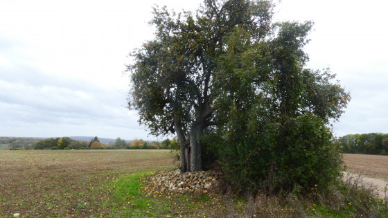 Bosquet