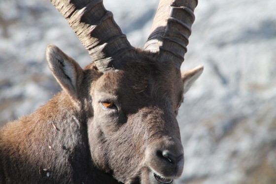 Bouc, pas étagne