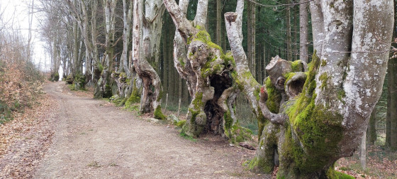 Boucle autour de St Nicolas des Biefs en Montagne Bourbonnaise (Hêtres tortueux, tourbière)