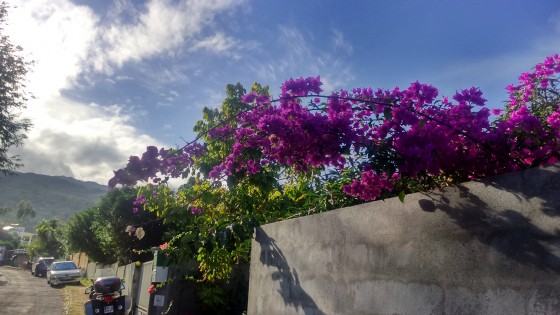 Bougainvilliers